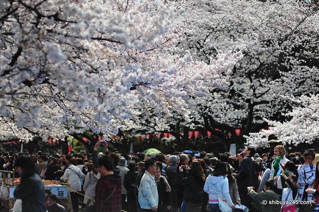 Ueno Park, Sakura