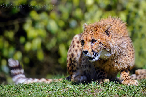 Lying In Wait | by Alpha Whiskey Photography