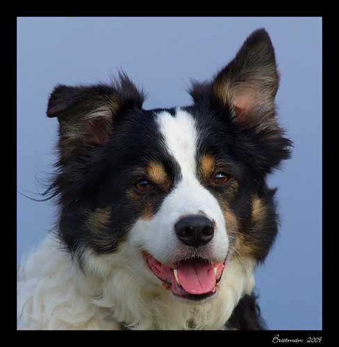 Border Collie | by JOHN BRATTAN