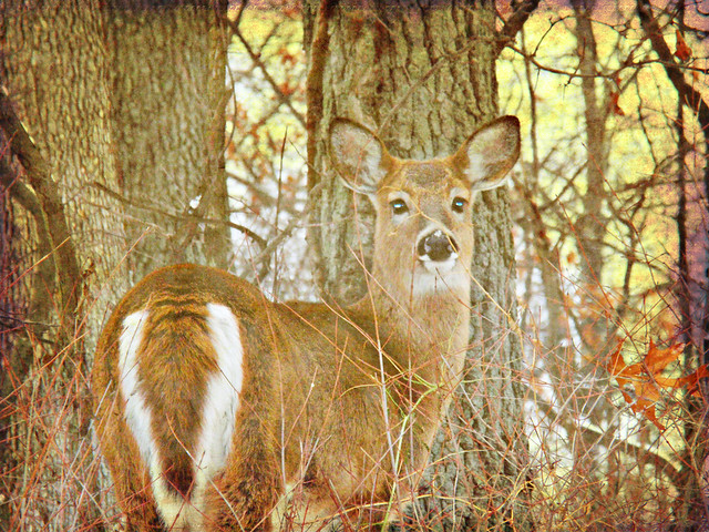 Creepy Deer Eyes