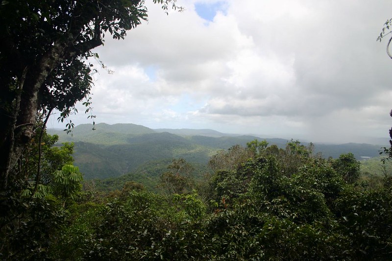 Kuranda Rainforest