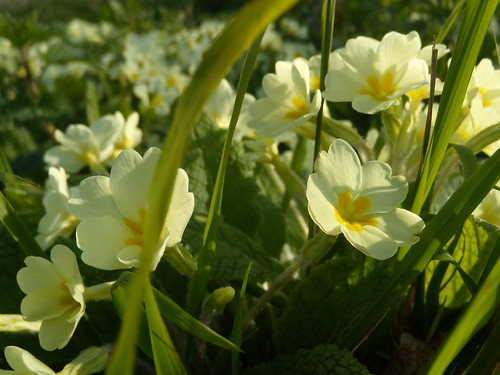 Primroses - Hever station Cowden to Hever
