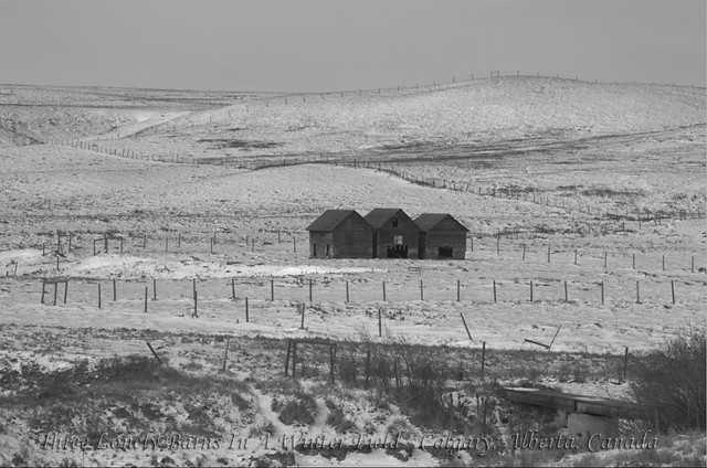 Three Lonely Barns In A Winter Field