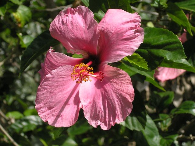 Pink Hibiscus, Barbados