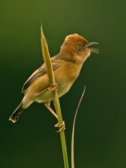 Nature Singer