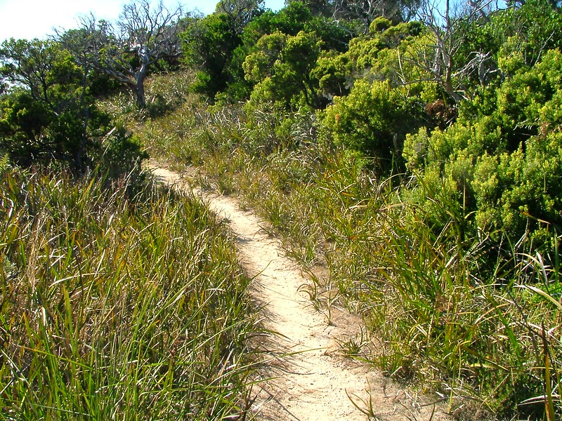 Bridge track