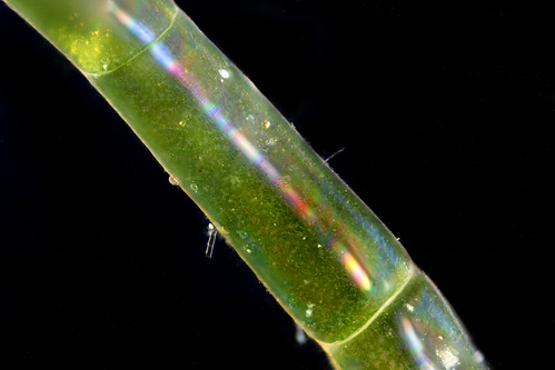 Chaetomorpha marine algae | by linden.g