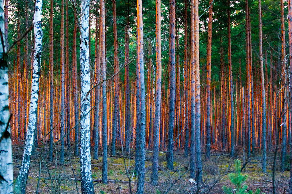 Spring Forest Sunset in Dahme-Spreewald South of Berlin