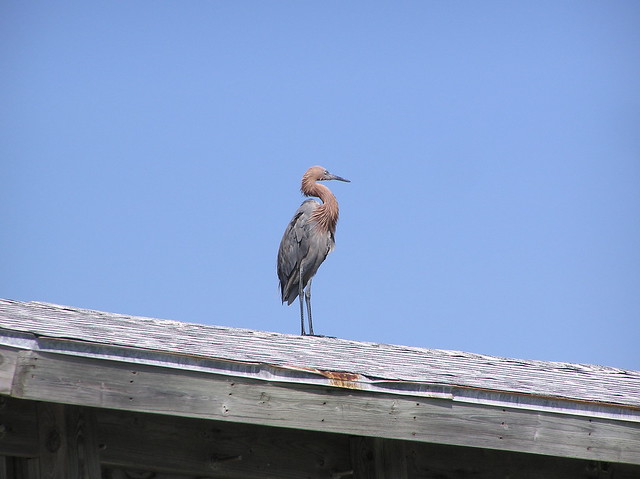 Fort Myers Florida - Heron