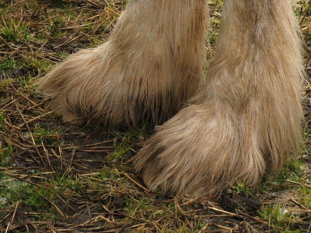 Shire hooves
