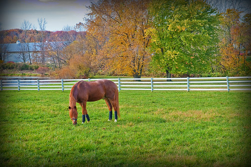 autumn ohio horse fall geotagged nikon raw nef cs4 d700 medinacountyohio nikongp1 sigma2470f28hsm pse8