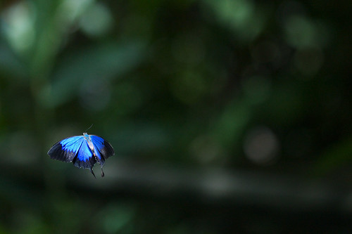 blue mountain azul canon butterfly inflight rainforest published australia queensland cairns mariposa ulysses swallowtail kuranda papilio flght canon5dmkii jikatu baikovicius