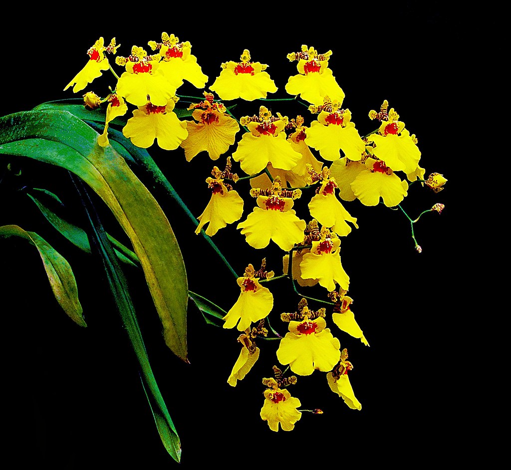 Orquidea Oncidium Aloha 6 | Valcir F. de Siqueira | Flickr