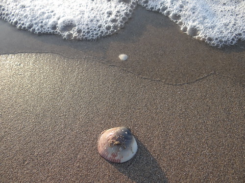 Muschel am Strand, im Sand von Lido di Jesolo wo täglich die Sonne aufgeht, ich träume und nach ein paar Schritten bleiben wir stehn 1234