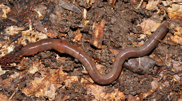 Lumbricus sp. earth worm
