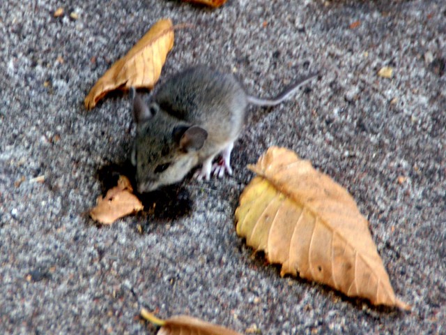 Deer mouse (Peromyscus maniculatus) outside of New Mexico Tourism office, Santa Fe, New Mexico
