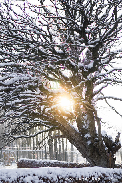 Een besneeuwde boom in de winter