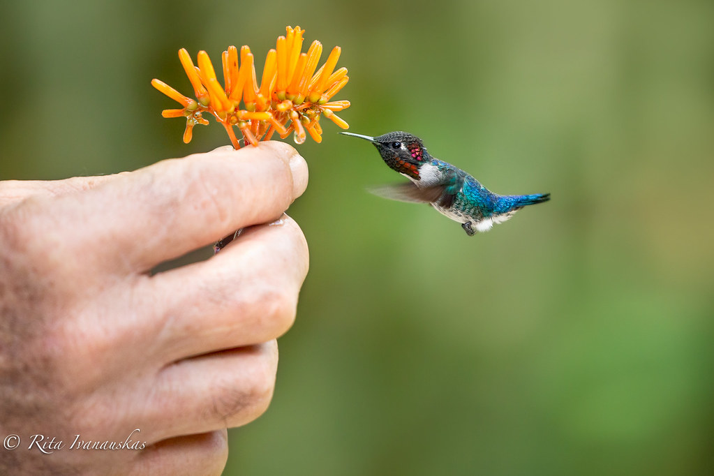 Small Bird Species - common small birds - small bird breeds - smallest bird in the world You Should Know - Bee Hummingbird