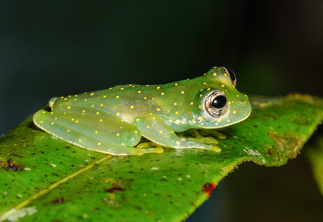 Cascade Glass Frog - Sachatamia (formerly Cochranella) albomaculata (Centrolenidae) 113p-25322