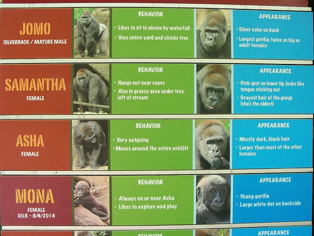 Cincinnati Gorillas 004