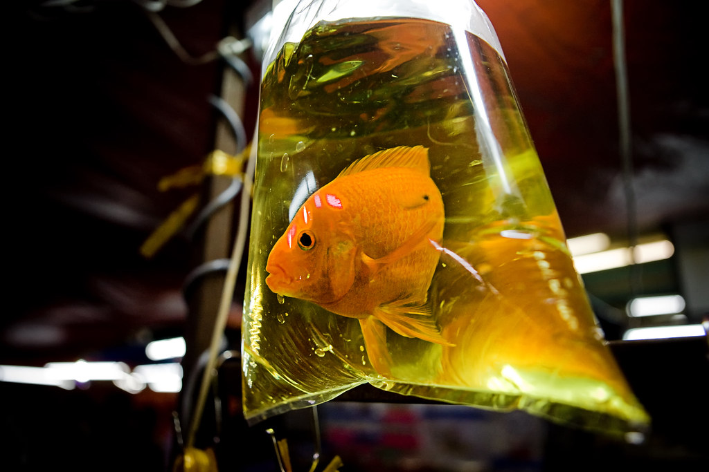 Gold fish, Beautiful gold fish in plastic bag for aquarium …