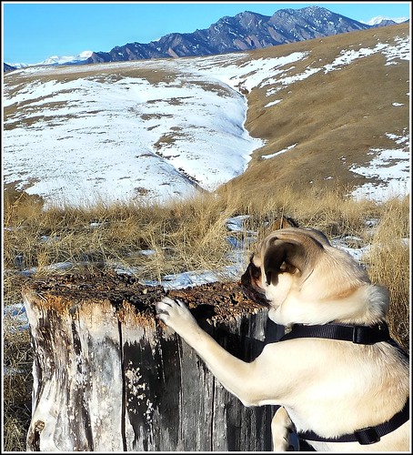 dog pets colorado pug spanky coloradoscenery bouldercounty fawnpug coloradolandscape superiorcolorado 52weeksfordogs