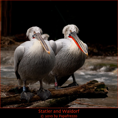 Statler and Waldorf - Antwerp Zoo, Belgium by Papafrezzo, 2007-2016 by www.papafrezzo.com