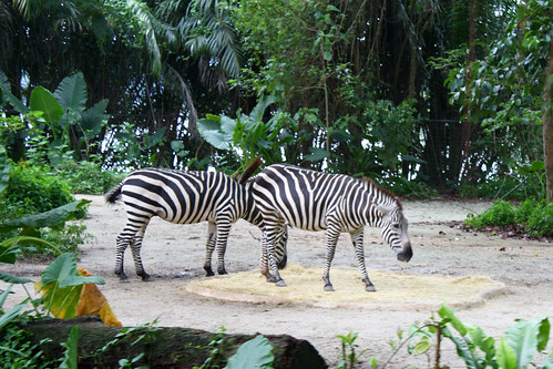Zebra, Singapore Zoo