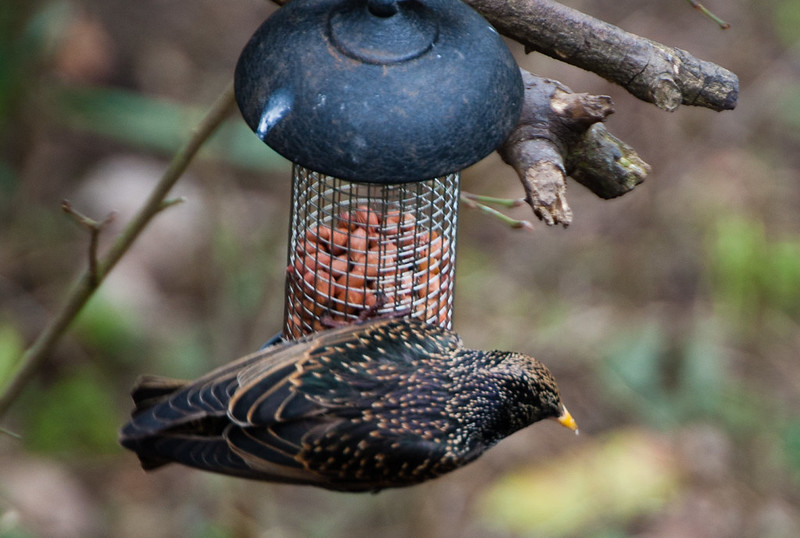 Starling