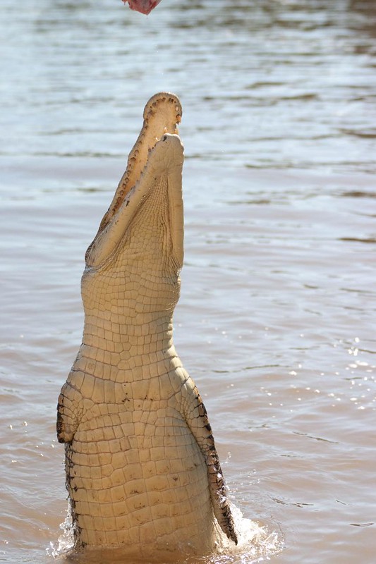 A “jumping” crocodile