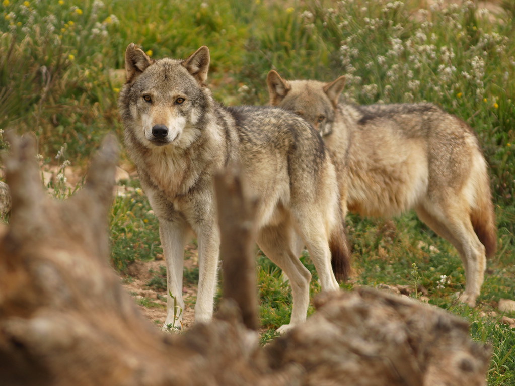 Lobos | Fue tomada en (lobopark) antequera.Probando mi nueva… | Flickr