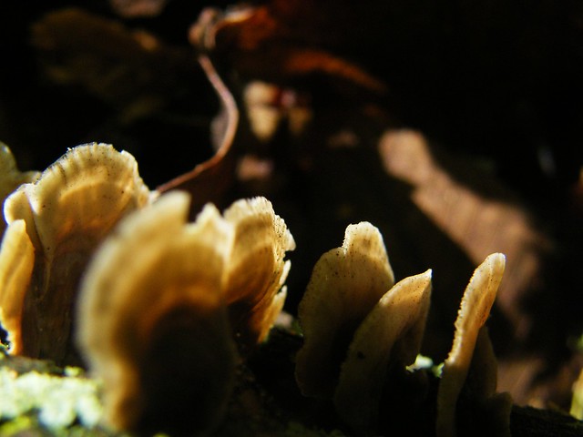 Tiny Fungus 257