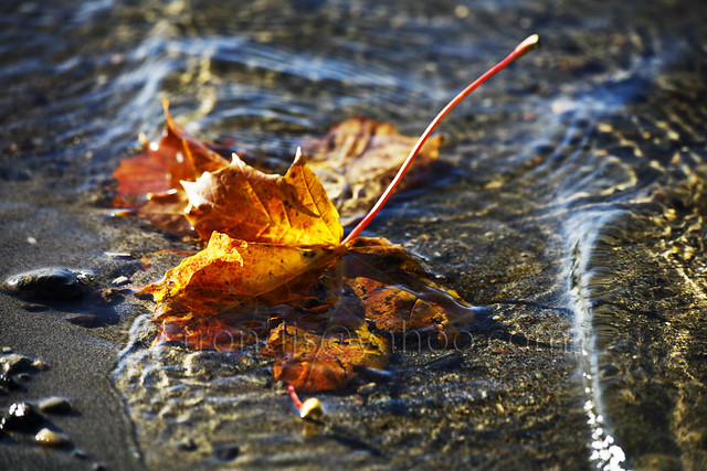 Autumn Leaf in Water