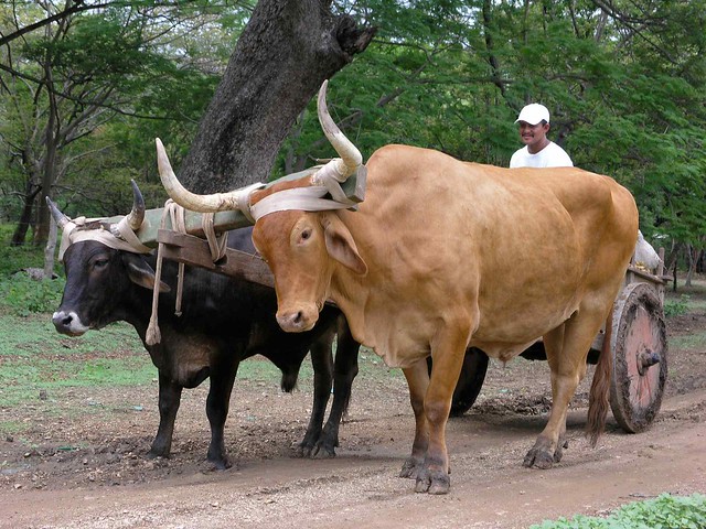 Ox and cart - Yunta con carreta; Bahía Salinas, cerca de La Cruz, Guanacaste, Costa Rica