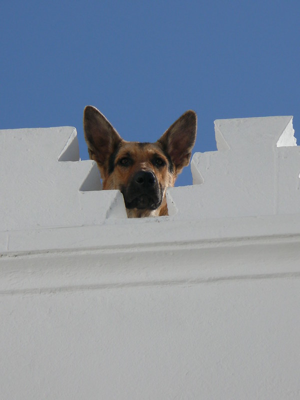 Dog on roof, Tangier, Morocco