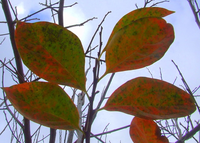 persimmon leaves in fall