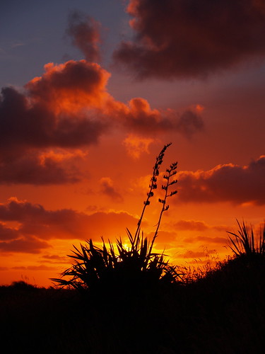sunset beach nz flax horowhenua hokio abigfave deadpossum hokiobeach