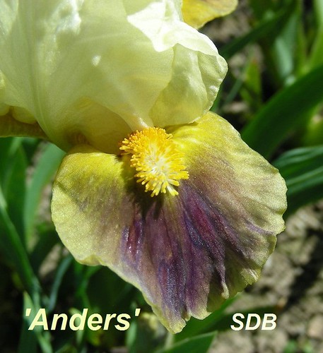 'Anders' - SDB Tasquier 2012 - B023J: (Tingle X Zarbi) | Flickr