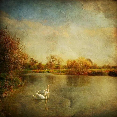 swan song by Aleeka dreams
