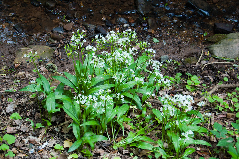 Wild garlic