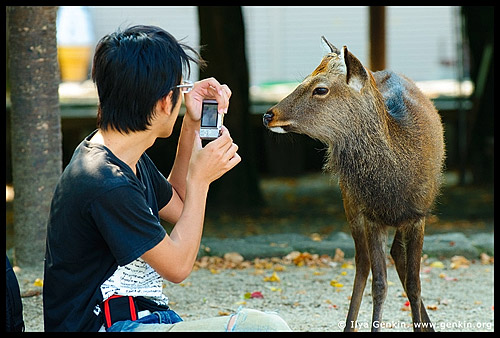 Tourist Photographing a Miyajima Deer, Miyajima, Honshu, Japan