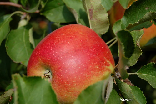 tree apple wisconsin orchard september 2009 appletree orchards gaysmills