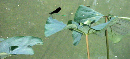 black-winged dragonfly