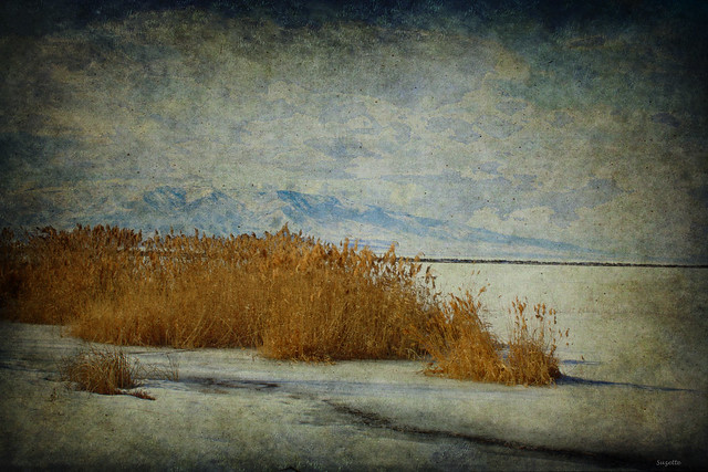 Reeds Along the Lake