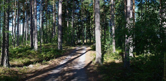 Shaded forest track