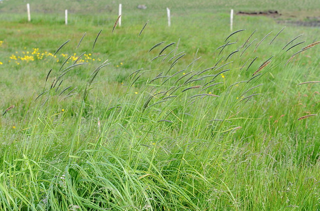 Alopecurus pratensis Haliðagras /  Meadow Foxtail