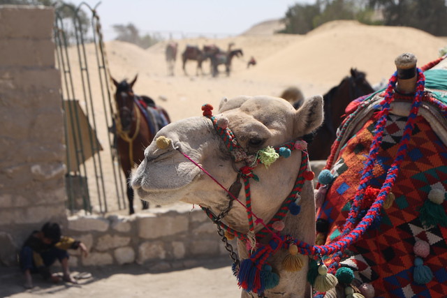 Colourful camel, Cairo, Egypt
