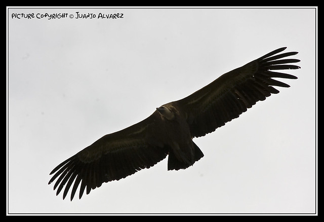 Buitre volando II- Vulture flying II
