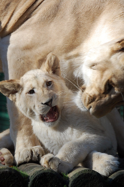 Paradise Wildlife Park: White Lion Cub