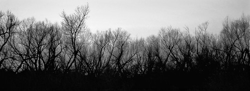 9 by D <3 Fotography, trees blackandwhite oklahoma